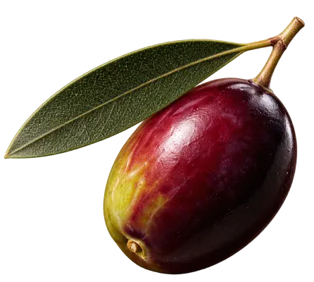 Azeitona Galega.