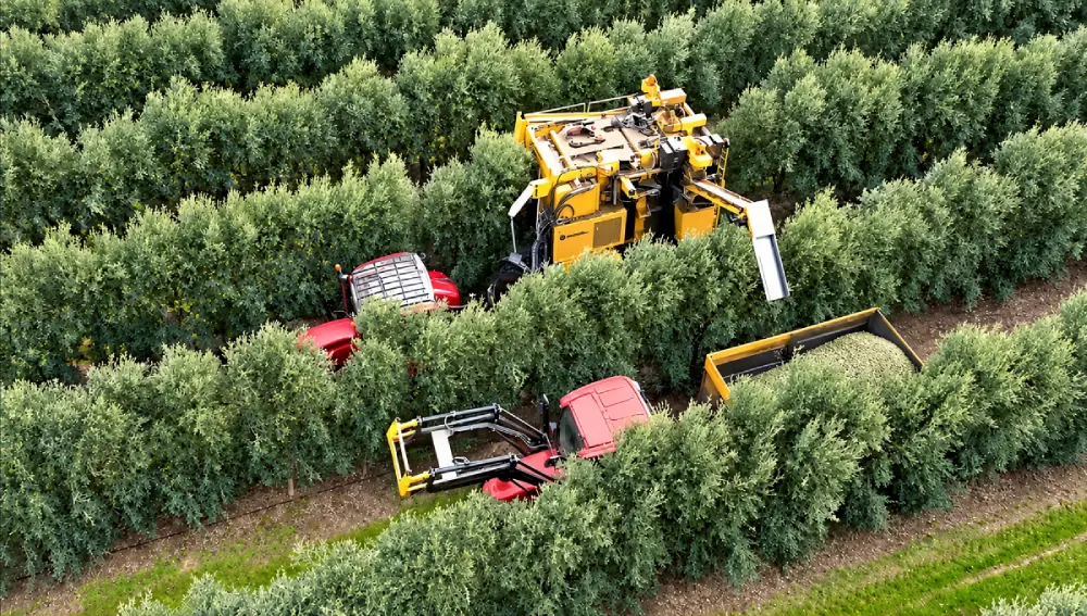Colheita mecanizada de azeitona num olival parceiro no Alentejo, Portugal.