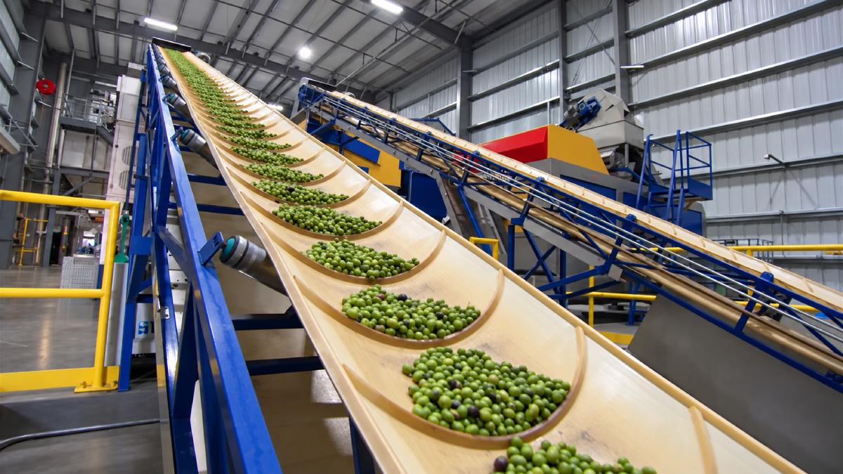 Azeitonas verdes numa linha de transportador num lagar parceiro em Portugal.